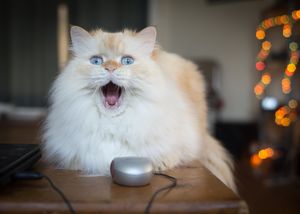 Eine Katze liegt auf einem Tisch. Sie hat das Maul aufgerissen und vor ihr liegt eine (Computer-)Maus.
